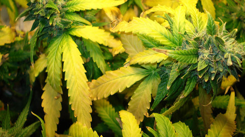 Yellow Flags: What It Means When Your Weed Turns Yellow