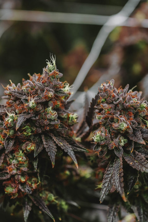 Beyond THC: Demystifying Cannabinoids and Terpenes in Cannabis