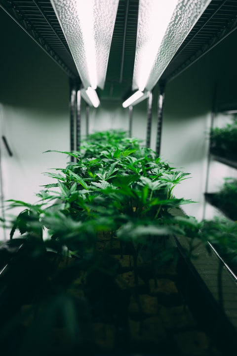 Green Thumb 101: A Beginner's Guide to Cannabis Cultivation